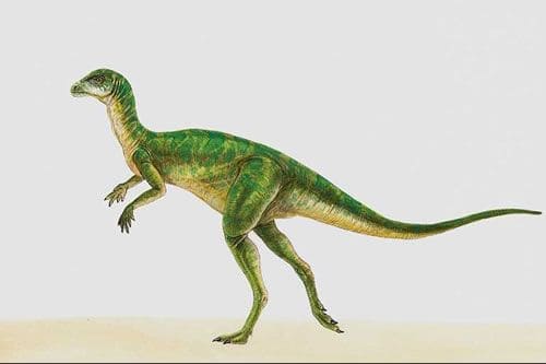 Hypsilophodon Dinosaurier