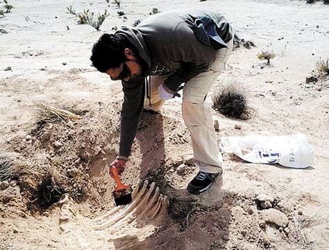 Anatotitan fossile Reste 