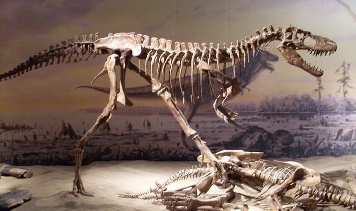 Rekonstruktion eines Albertosaurus im Museo Royal Tyrrell Museum of Palaeontoly in Alberta, Kanada
