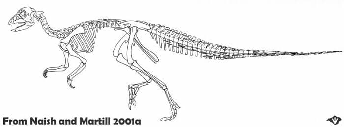  Hypsilophodon Skelett