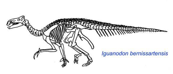 Iguanodon Skelett