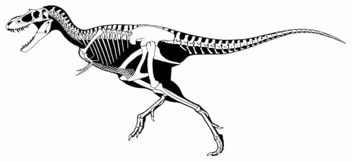 Albertosaurus Skelett