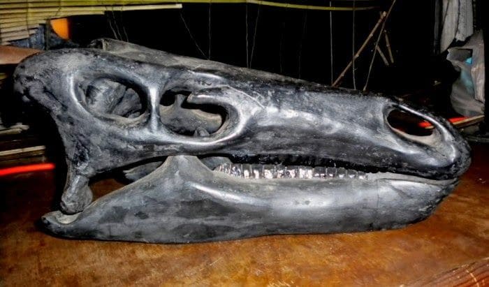 camptosaurus schädel