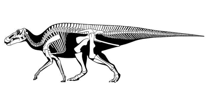 Anatotitan Skelett