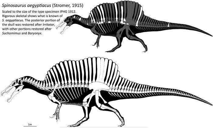  Spinosaurus Skelett