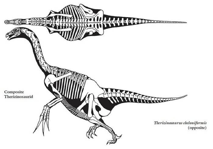 Therizinosaurus Skelett