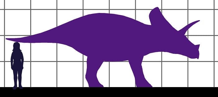 Torosaurus Vergleich