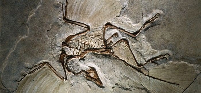 Archaeopteryx Fossil