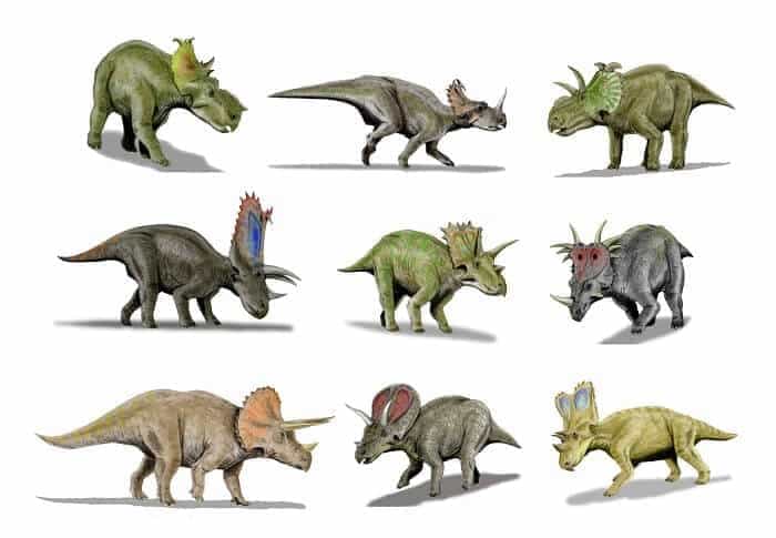 Familie der Ceratopsidae