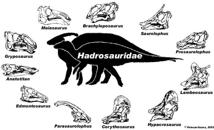 Corythosaurus Der Dinosaurier Mit Helm Dinosaurierwelt Com