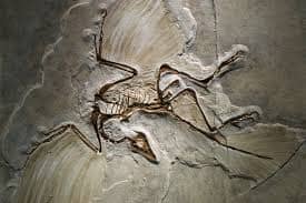 fossil archaeopteryx