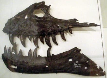 albertosaurus kiefer