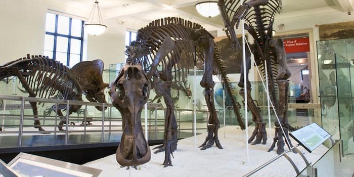 Anatotitan Rekonstruktion