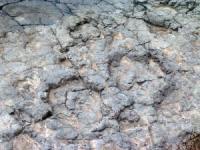 Spuren der Sauropoden