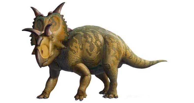 pentaceratops hervivoro de los dinosaurios más peligrosos
