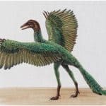 Archeopteryx Dinosaurier