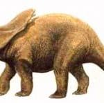 Arrhinoceratops Beschreibng
