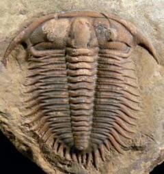 trilobites
