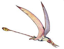 Rhamphorhynchus