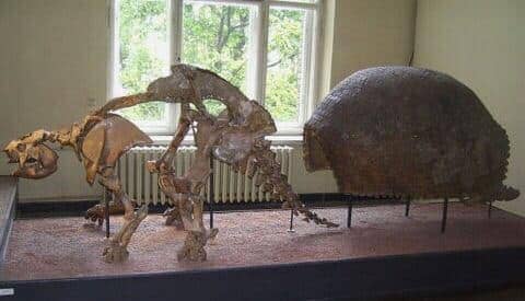 Glyptodon fossil