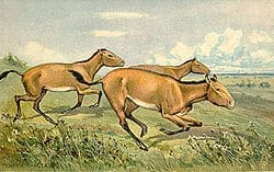 hipparion lebensstil