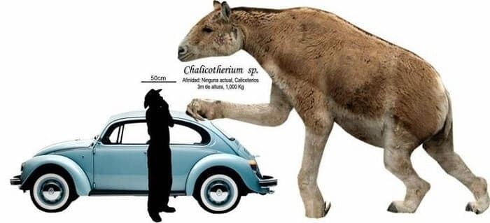 Größenvergleich Chalicotherium
