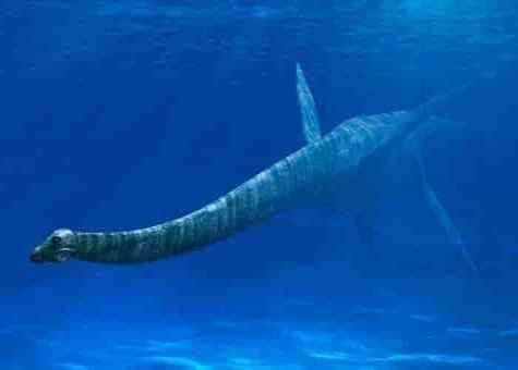 lebensraum-elasmosaurus