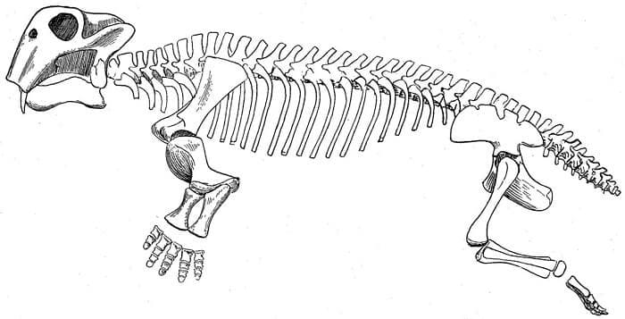 Beschreibung Lystrosaurus