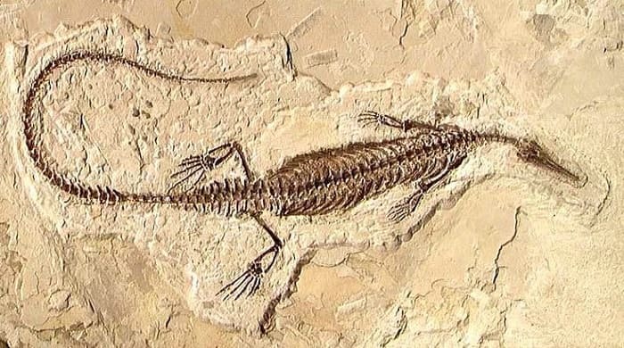Fossil Mesosaurus