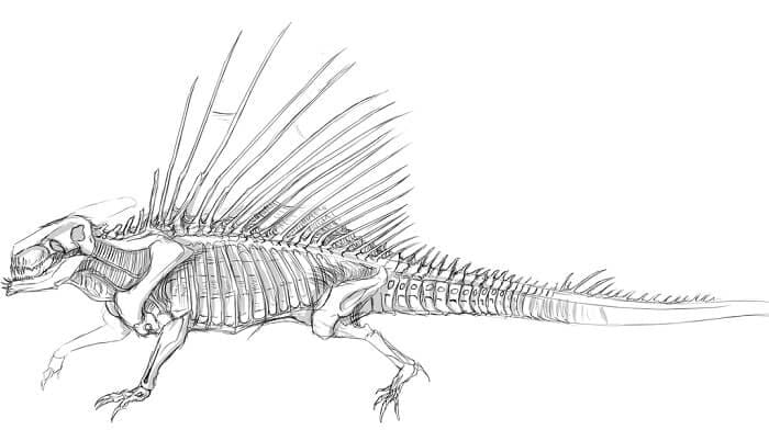 Skelett Dimetrodon