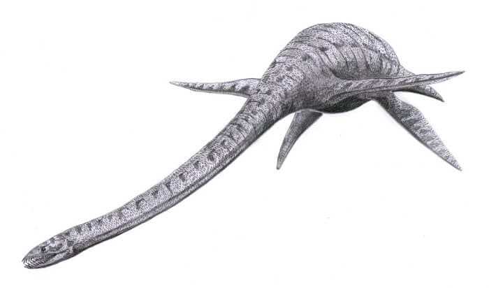 zeichnung-elasmosaurus