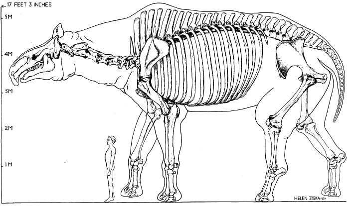 Beschreibung Grössenvergleich Paraceratherium