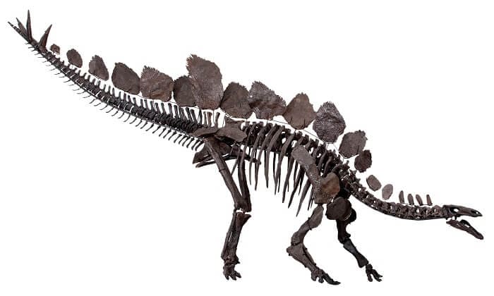 Skelett Stegosaurus
