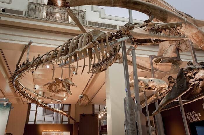 Rekonstruktion Basilosaurus