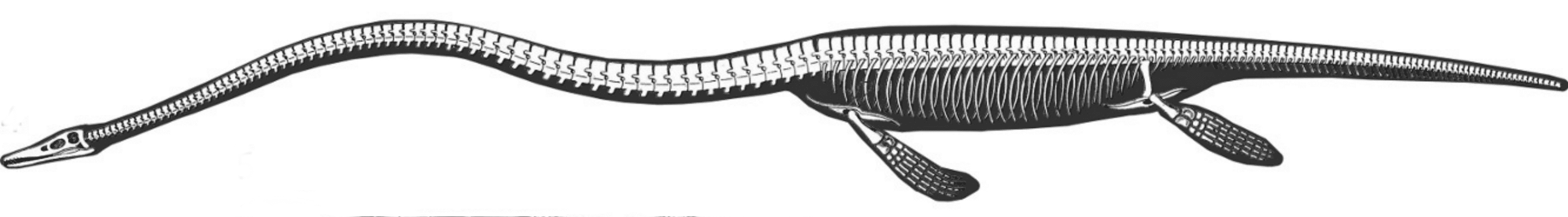 Elasmosaurus Beschreibung