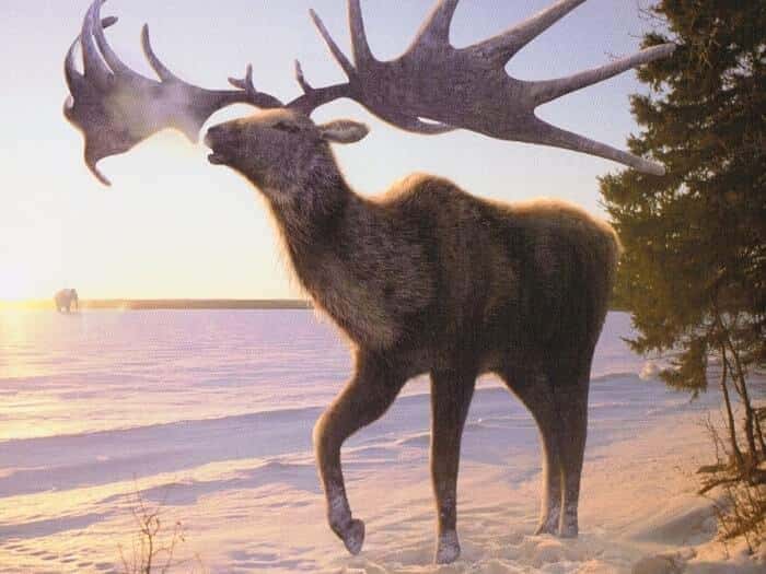 Lebensraum Megaloceros