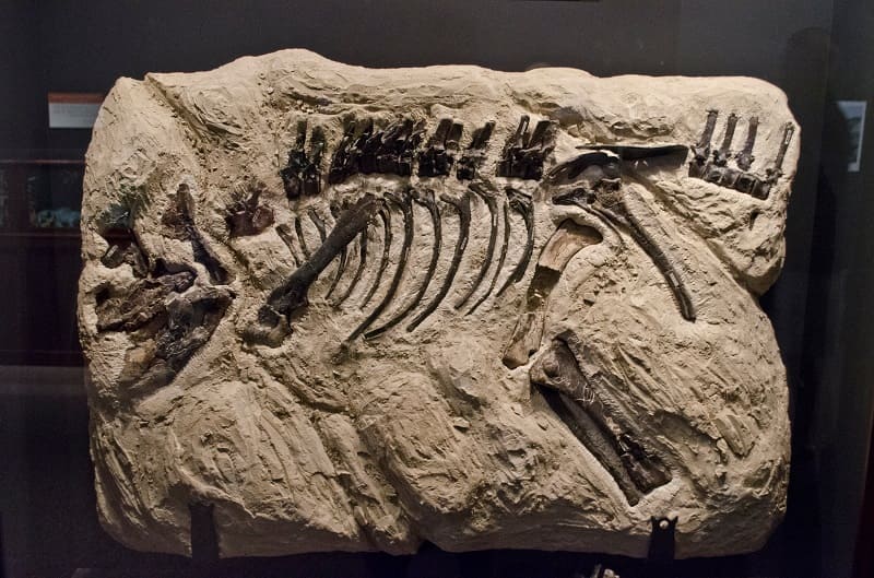 fossil montanoceratops