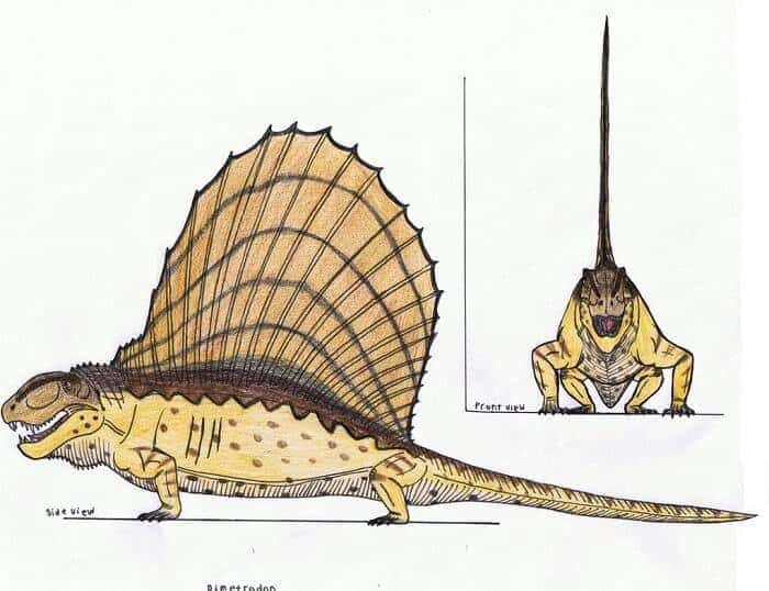 Dimetrodon - beschreibung