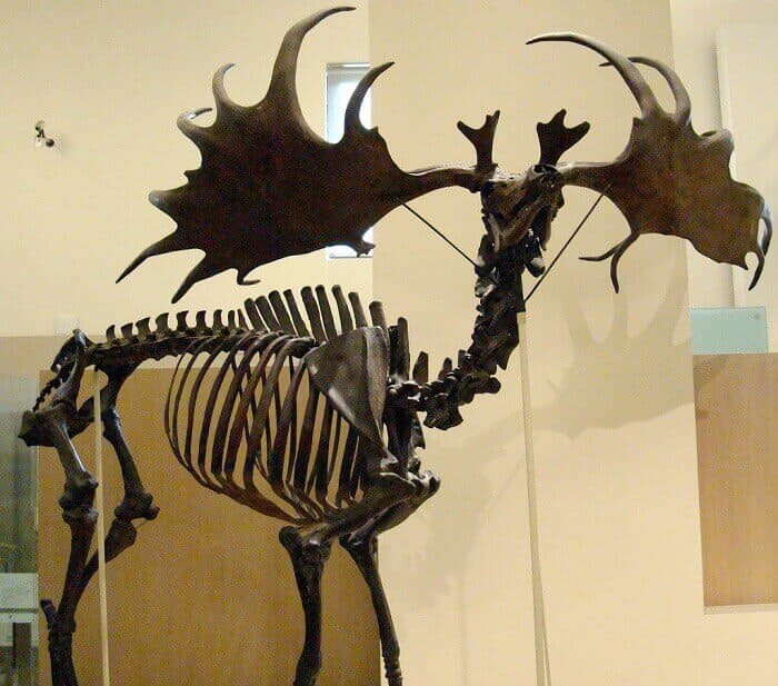 Rekonstruktion Skelett Megaloceros