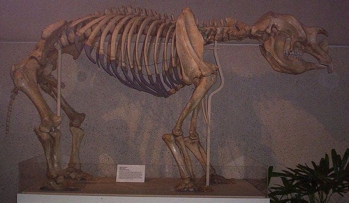 Rekonstruktion eines Diprotodon im Queensland Museum