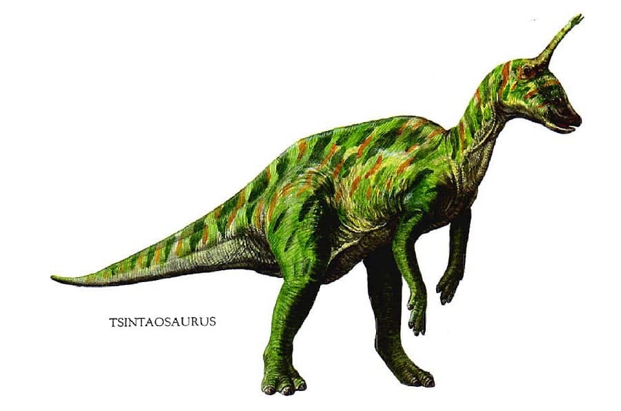 Tsintaosaurus