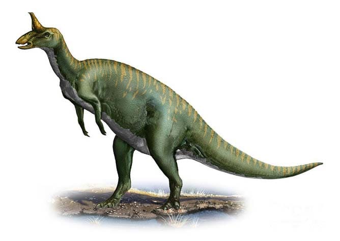 Tsintaosaurus