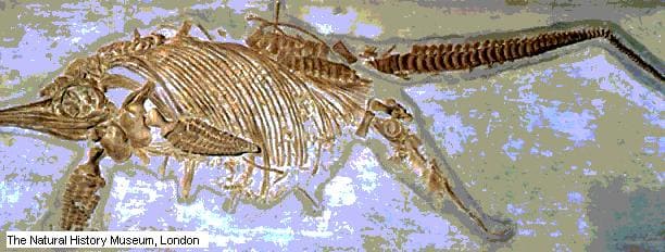 Brachauchenius Fossil
