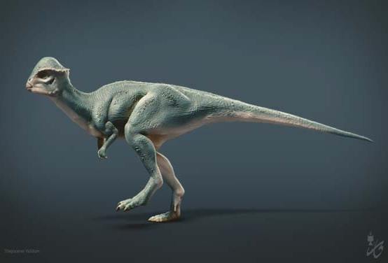 Stegoceras