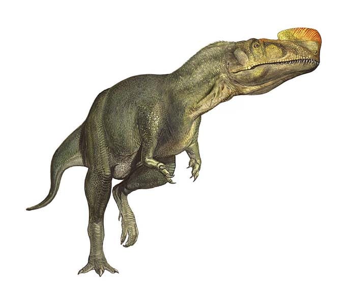afrovenator