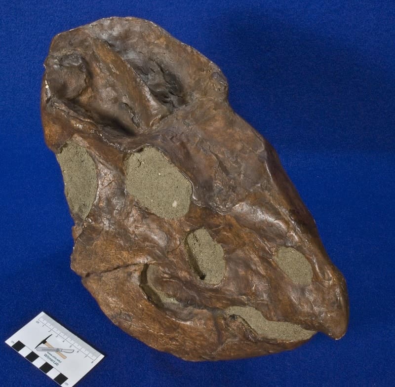 fossil leptoceratops