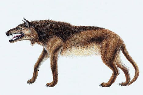 Andrewsarchus
