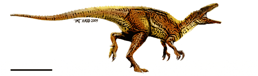 Australovenator