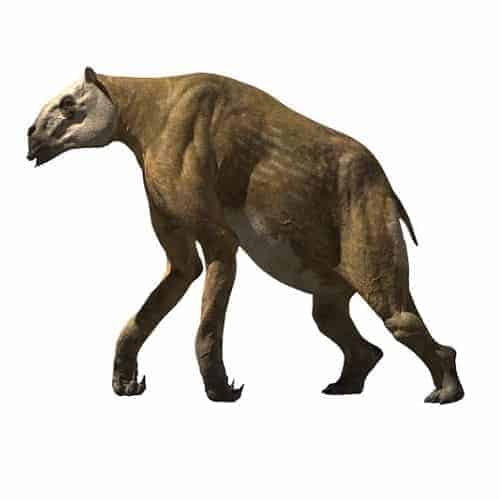 Chalicotherium