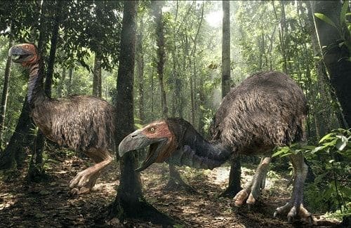 Gastrornis